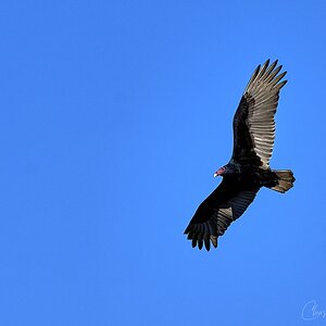 Turkey Vulture in flight 1