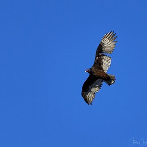 Turkey Vulture in flight 2