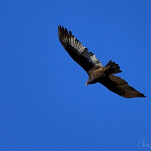 Turkey Vulture in flight 3