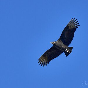 Black Vulture in flight 1