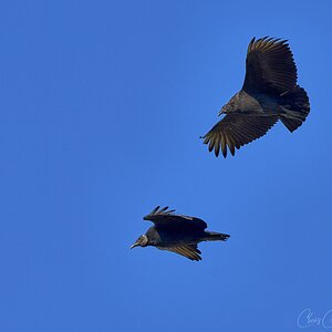 lack Vulture in flight 2