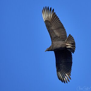 lack Vulture in flight 1