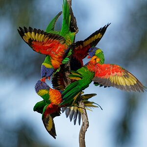 Rainbow Lorikeets wrestling (22).jpg