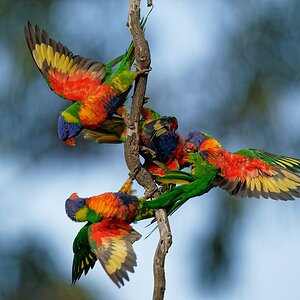 Rainbow Lorikeets wrestling (40).jpg