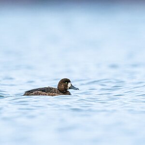 female greater scaup.jpg