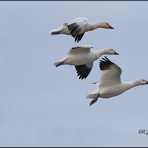 DSC04921 snow geese flight Dec 9 2020 M.jpg