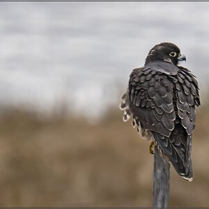 DSC04843 Juvenile Peregrin Falcon M Dec 9 2020.jpg