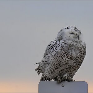 DSC04787 Snoozing Snowy Owl L Dec 9 2020.jpg