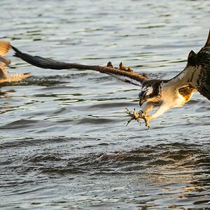 Osprey 2.jpg