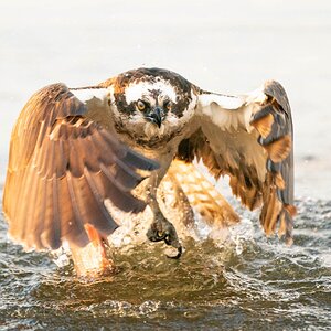 Osprey.jpg