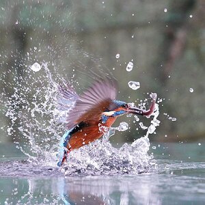 kingfisher-diving-a9-2048px.jpg