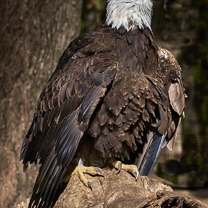 Majestic Bald Eagle