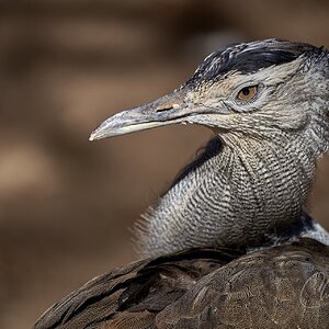 Secretary Bird