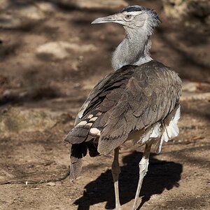 Secretary Bird