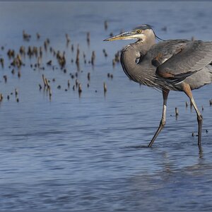 DSC05066 Heron   M.jpg