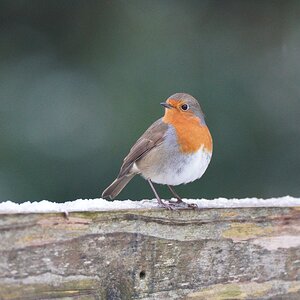 Little Rob on a snowy morning.