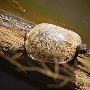 River Cooter Basking