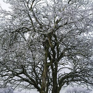 Winter Trees Hugging 0675.jpg