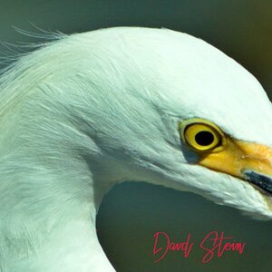 Head Shot, Egret. A7R3, 100-400GM @ 100mm, f8, 1/800