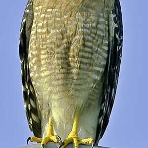 Juvenile red-shouldered hawk