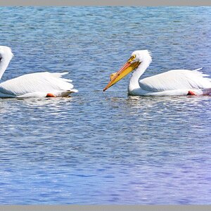 Great White Pelican