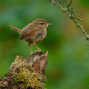 Wren 11 Aug 23.jpg