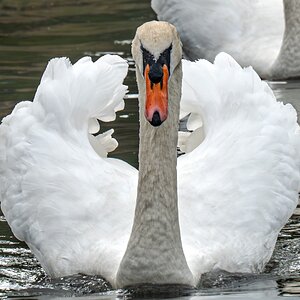 swan_hdr-10.jpg