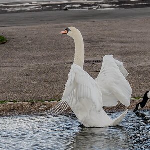 swan_hdr-17.jpg