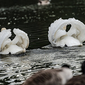 swans_hdr-1.jpg