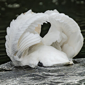 swans_hdr-3.jpg