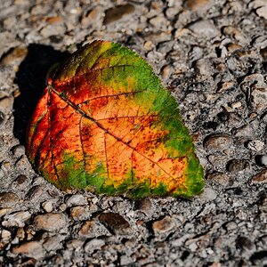 leaf_hdr-9.jpg