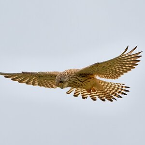 kestrel 2023 542.jpg