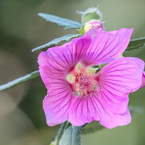 mallow_hdr-1.jpg