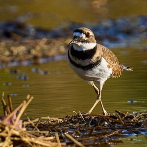 Killdeer - Home - 10242023 - 04- DN.jpg