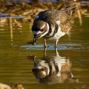 Killdeer - Home - 10242023 - 06- DN.jpg