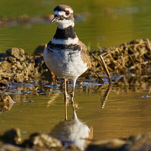 Killdeer - Home - 10242023 - 01- DN.jpg