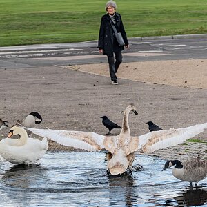 cygnet_hdr-5.jpg