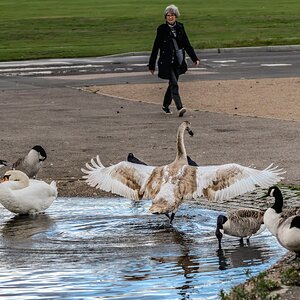 cygnet_hdr-6.jpg