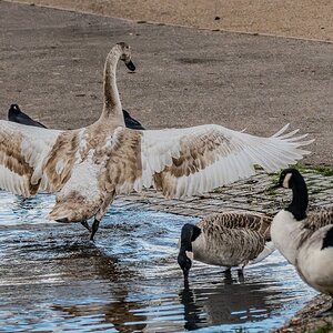 cygnet_hdr-11.jpg