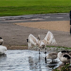 cygnet_hdr-14.jpg