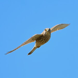 kestrel 2023 548.jpg