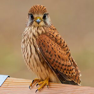 kestrel 2023 648.jpg