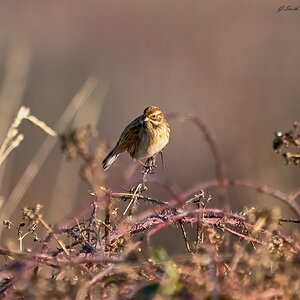 meadow pipit 2024.jpg