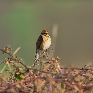 meadow pipit 2024 1.jpg