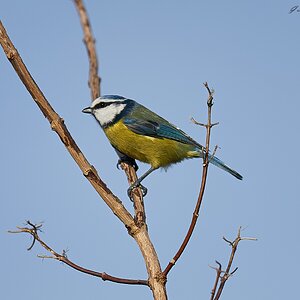 bluetit 2024 (2).jpg