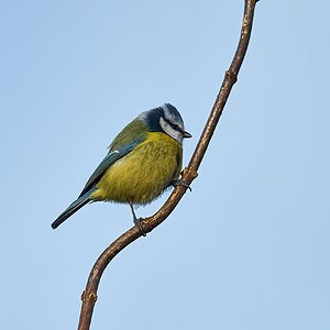 bluetit 2024.jpg