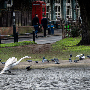 swan in flight-5.jpg