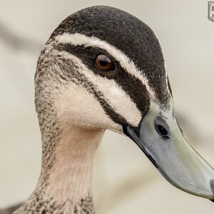 Walnut Wetlands 09-07-2023 (16).JPG