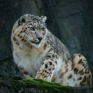 Snow Leopard (2).jpg