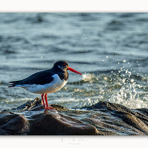 Oyster Catchers - Enjoying the sun